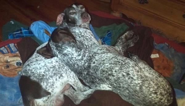 /Images/uploads/Southeast German Shorthaired Pointer Rescue/segspcalendarcontest2018/entries/9042thumb.jpg